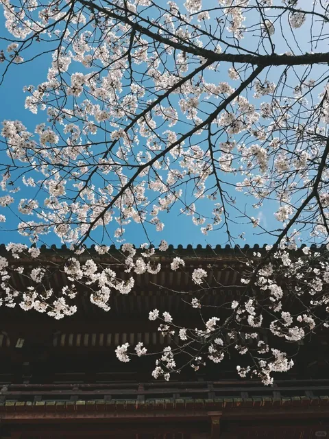 Takase River: The Almost-Lost Cherry Blossom River (2) 🌿