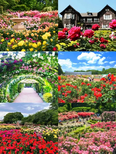 Tokyo and Its Surroundings (1) 🌹