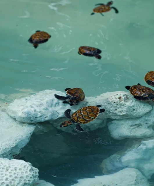 🇻🇺 Vanuatu 5D4N Visa-Free Escape! ✨🌋🌊