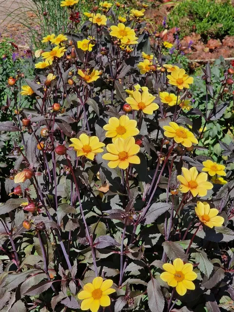 Cologne in Full Summer Splendor: Flora Botanical Garden at Its Peak🌿 