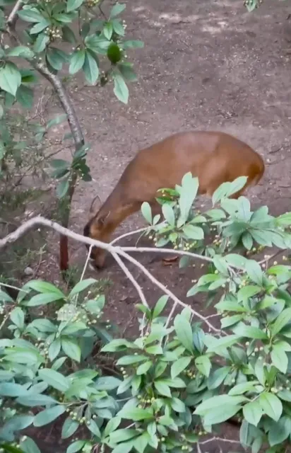New York Family Stroll — Prospect Park Zoo (2)🐾