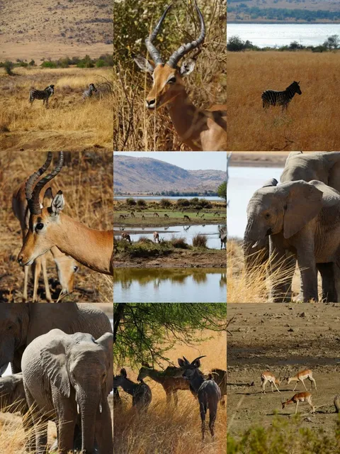Pilanesberg National Park in South Africa