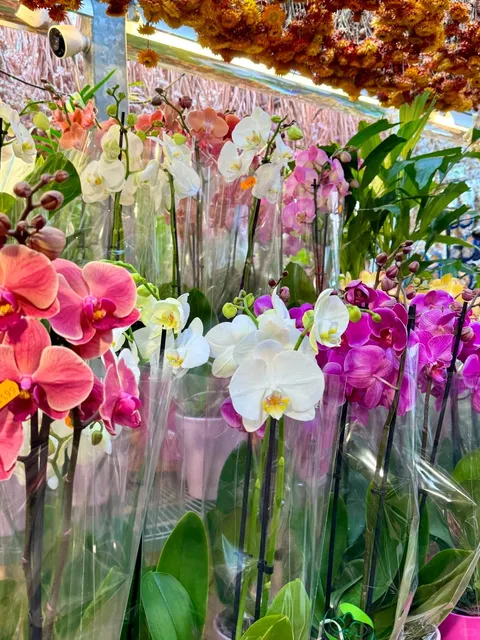 🇳🇱 Amsterdam Guide: Perfect Citywalk + Day Trip Itinerary