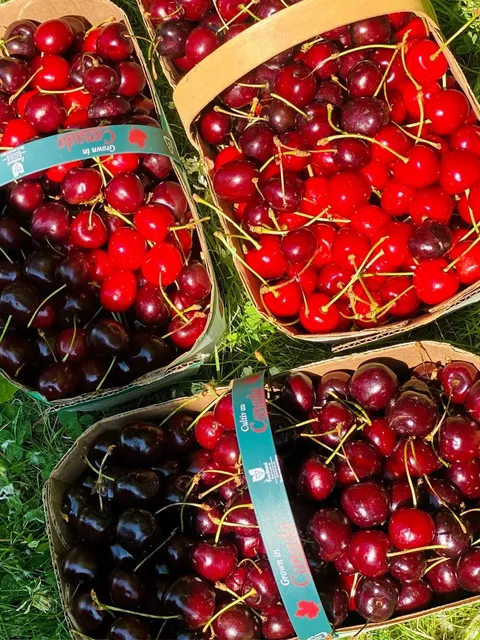 🇨🇦 Cherry Picking + Horseback Riding: Perfect Niagara Day Trip