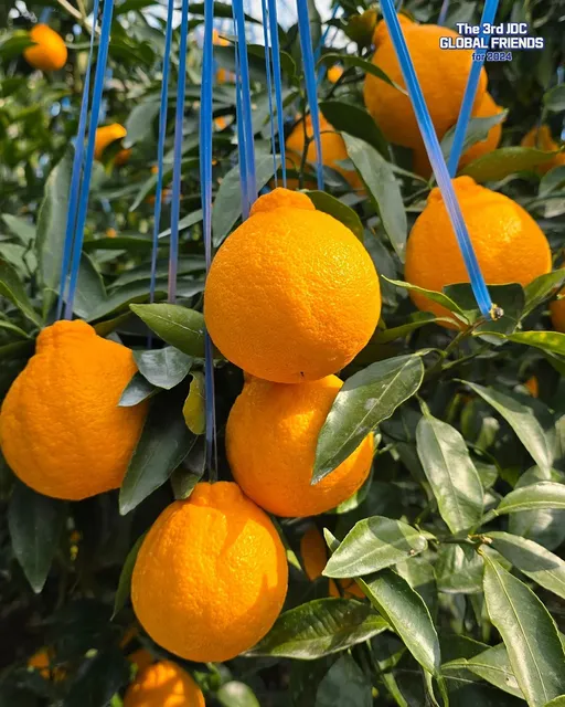 🍊 Get Ready to Explore Italy’s Enchanting Citrus Groves! 🌿✨
