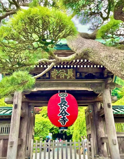 Enoshima 🌊 🌸🌺🌿