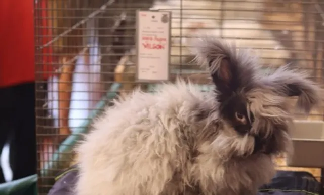 🎡 Minnesota State Fair | The Great Minnesota Get-Together