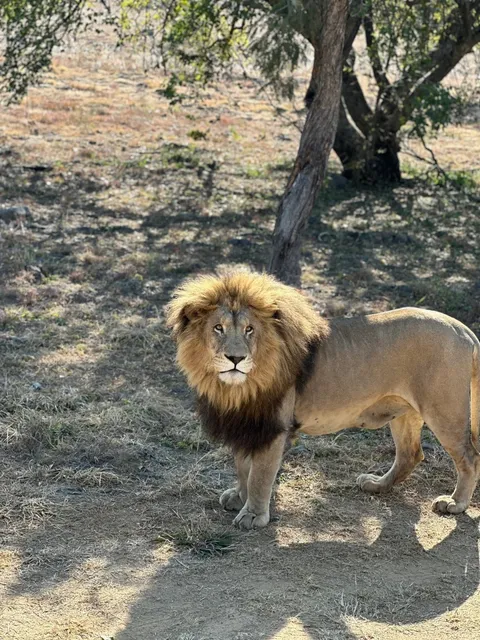 🇿🇦 Johannesburg Safari Adventure! 🦁🌍✨