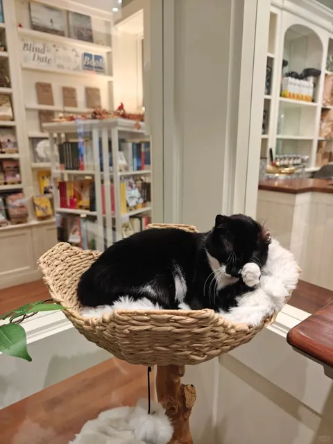 Boston's First Cat Cafe Experience 🐈🍵 Coffee + Bookstore + Cats