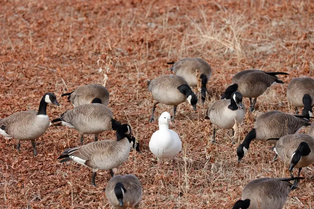 📍 Denver’s Underrated “Birding Blind Box Park”