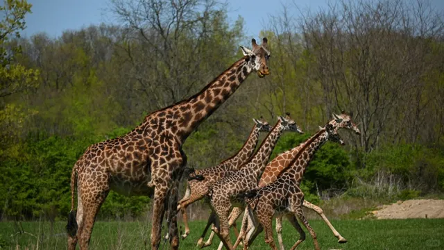 🦁 Columbus Must-Do | Columbus Zoo and Aquarium