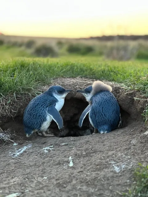 🌍🐧 Phillip Island Penguin Parade: Summerland Beach Magic ✨