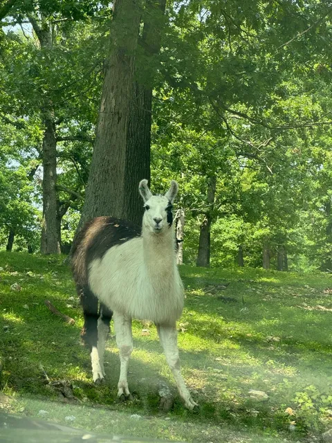🇺🇸 St. Louis Weekend | Wild Animal Safari in Springfield, Missouri 