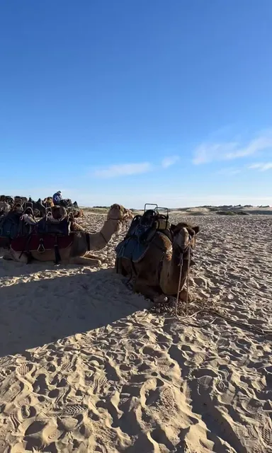 Newcastle is worth a brush