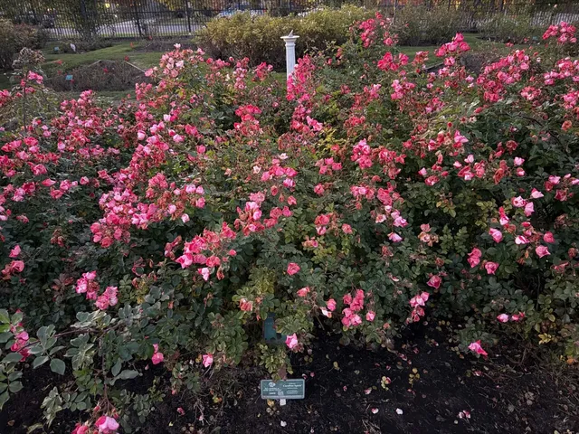 San Jose December (Christmas) Travel & Photo Guide 🎄✨