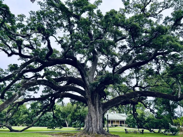 Exploring the Southern Oak Plantation in the USA 🇺🇸