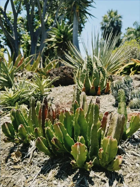 LA | Pasadena's Stunning Gardens: A Walkthrough Summary 🌸