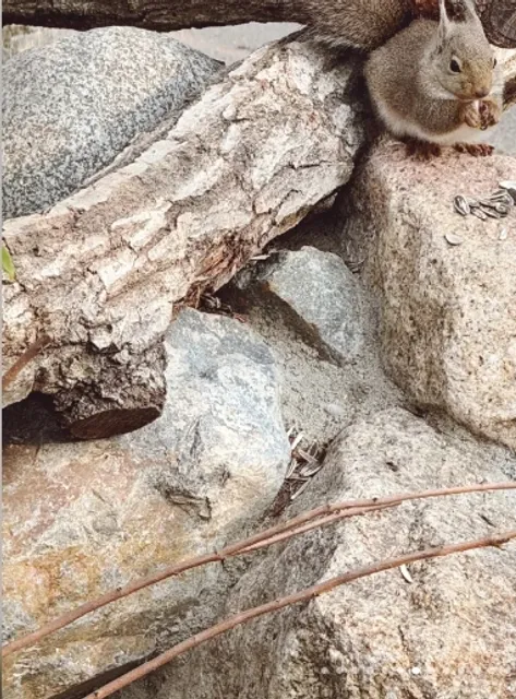 Kobe Kingdom 🚕🌸