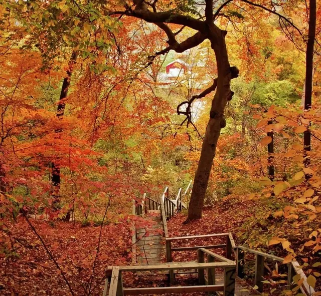 The best maple leaf  viewing around Toronto