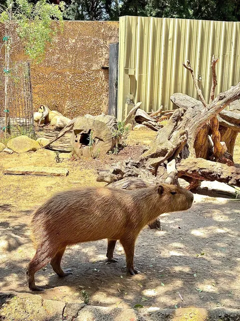 Consistently rated as one of "America's Most Beautiful Small Zoos" 🏆