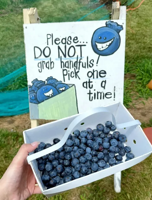 Tougas Family Farm - Where Blueberries & Goat Cuddles Collide 🫐🐐  