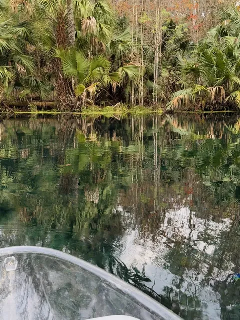 Orlando | Lost in the Lotus Blossoms