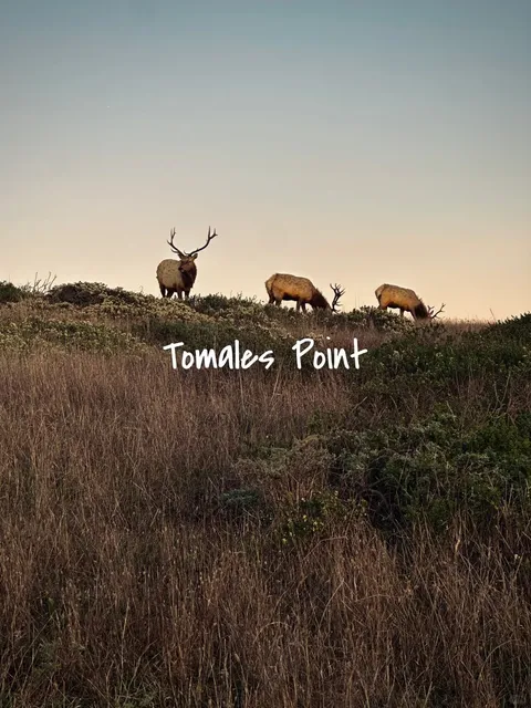 Northern Bay Area SF Hidden Gem: Tomales Point Trail