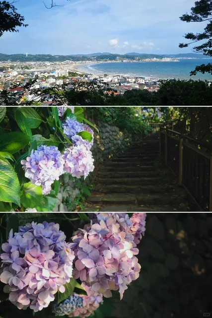 The Tail End of Hydrangea Season in Kamakura 🌿
