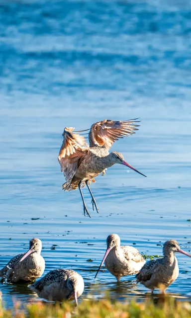 Sea Lions & Migratory Birds at Moss Landing Wetlands 🦁