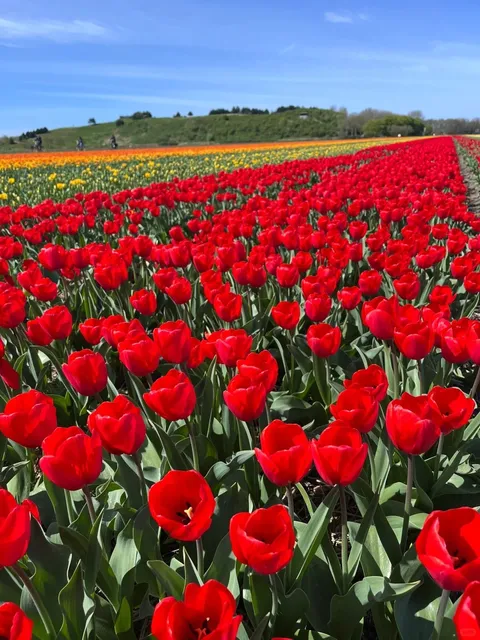 🇳🇱 See Amsterdam in Just 2 Days! 🌷