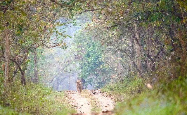 Chitwan | Nepal's Most Pristine Jungle Safari