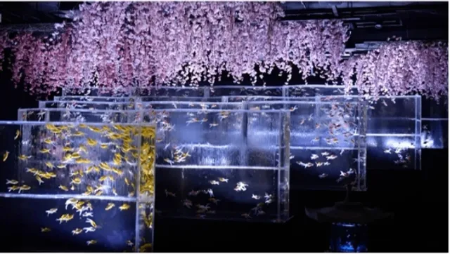 Tokyo Spring Cherry Blossom Special(1)