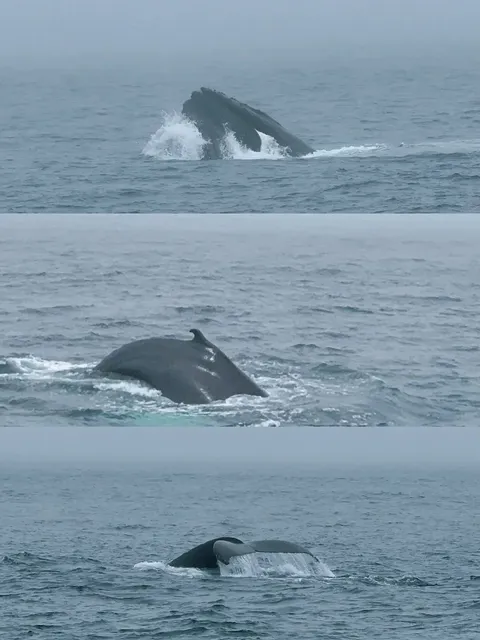 Long Wharf - Where Whales & History Collide 🐋⚓  