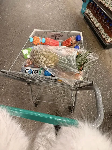 🌟 Alaska Road Trip – Part 2: Sled Dogs, Hot Springs & Aurora Magic! 