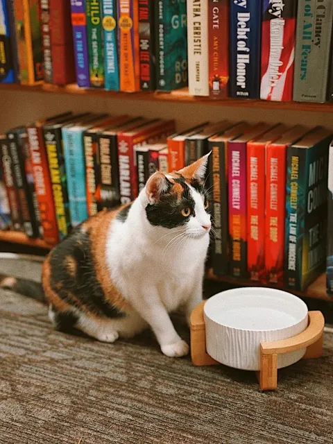 Seattle Capitol Hill Stroll & Eat PLOG 🍞🐈