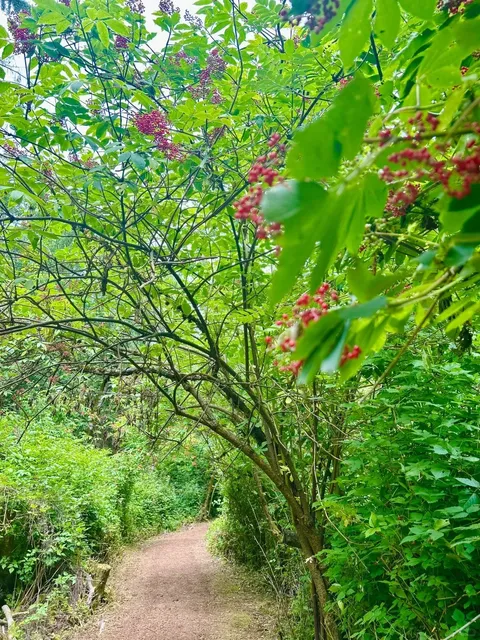 ​​Richmond Nature Park – A Serene Escape for Birdwatching & Easy Hikes