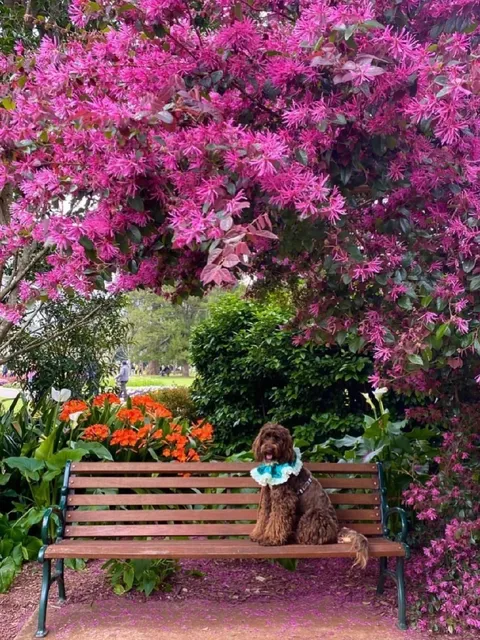 🚗 Australian Road Trip | Where to Find Queensland's Floral Wonderland