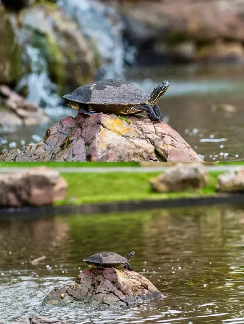 Dallas Arboretum: A Floral Paradise Where Sunshine Dances Among Petals