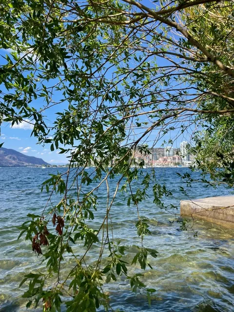 🇨🇦 Cherry-Picking Adventure in Kelowna! 🍒