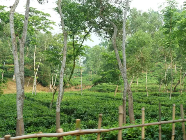 🌿 Rattenbari Tea Garden Travel Guide: A Hidden Paradise in Bangladesh