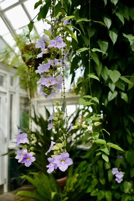 ​​🌻 Step Into Van Gogh's Masterpieces  ! 🎨​​