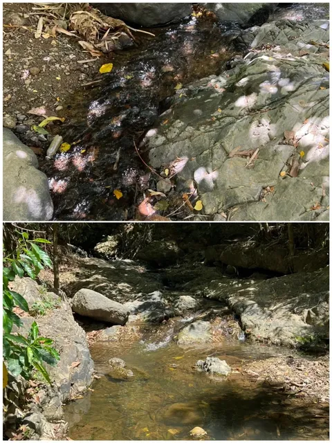 🌿 Burrow Café: An Underground Forest Escape Near Manila! 🍃✨