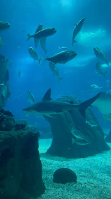 🇵🇹 Lisbon Oceanarium - A Must-Visit in Portugal!