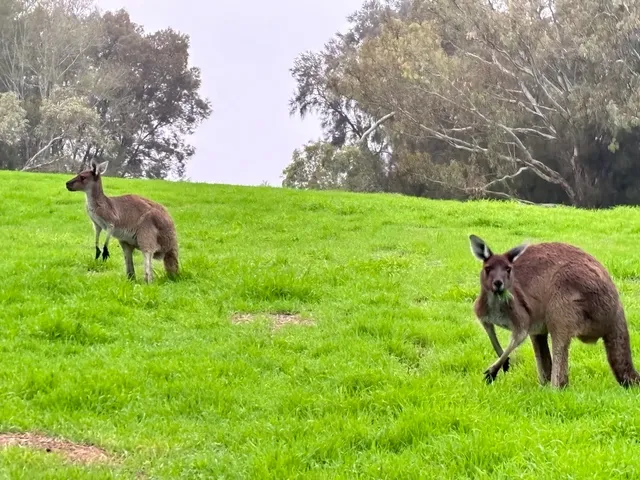🇦🇺 FREE Kangaroo Spotting in Perth CBD!