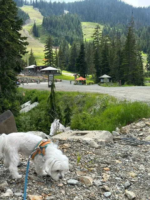 🇨🇦 Mini Switzerland Near Vancouver! | Cypress Mountain 🏔️  