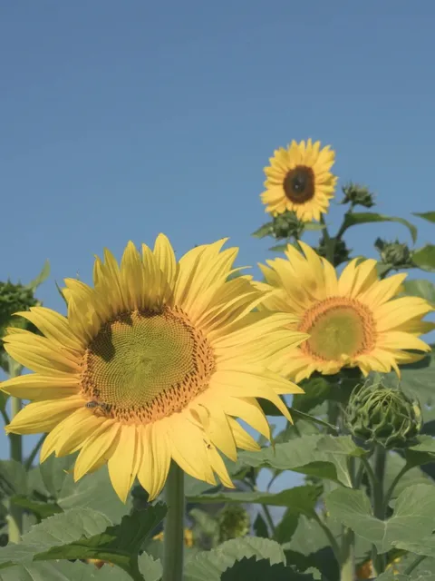 Milwaukee Area | Ultimate Guide to 10 Sunflower Farms 🌻