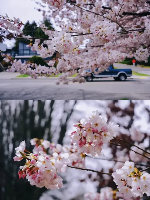 Seattle | Half-Day Trip Guide to Magnolia