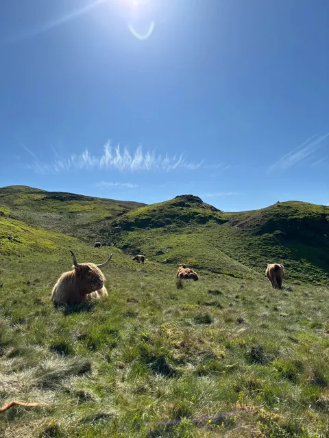  Scotland’s Secret "Altai" - Swanston Farm’s Highland Serenity 🌄🐮​​