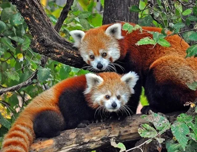 Oklahoma City Official Must-See Attractions 🏙️✨