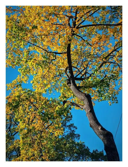 NYC Diaries: Autumn's Quiet Magic 🍂